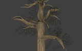 huge buttress tree for the swamp pack