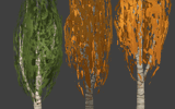 birch trees